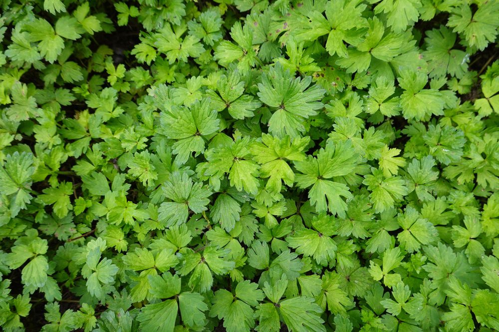 Kruipende boterbloem Roundup Tuin