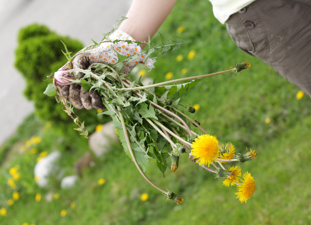 onkruid oma weet raadt