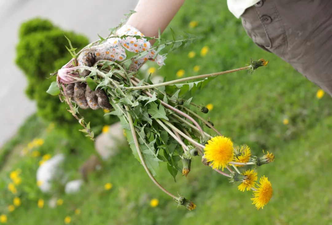 onkruid oma weet raadt