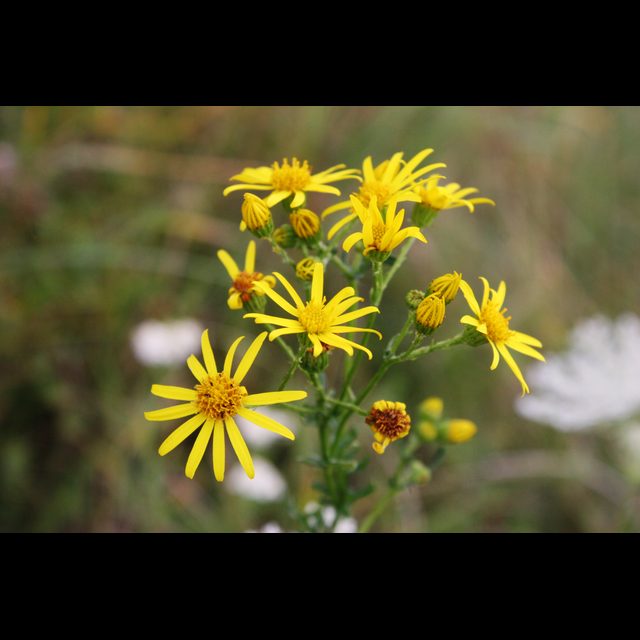 jacobskruiskruid-roundup-tuin