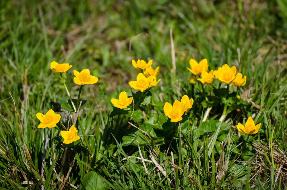 Kruipende boterbloem Roundup Tuin